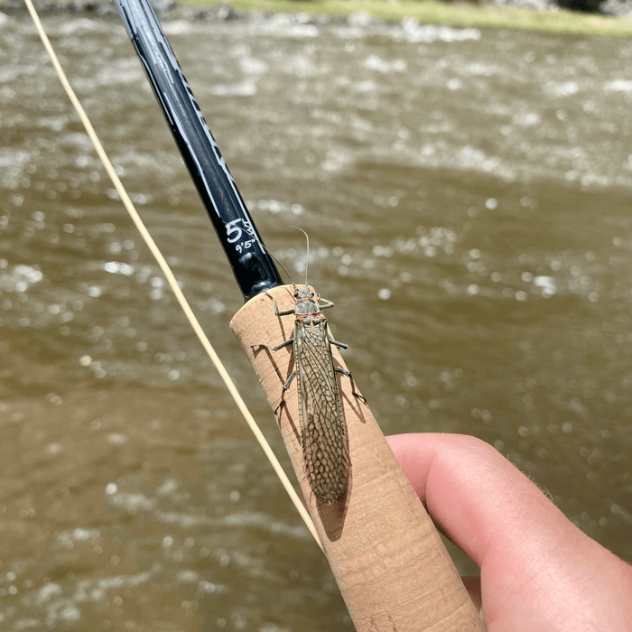 10 patterns to have in your fly box for stoneflies - The Blue Quill Angler