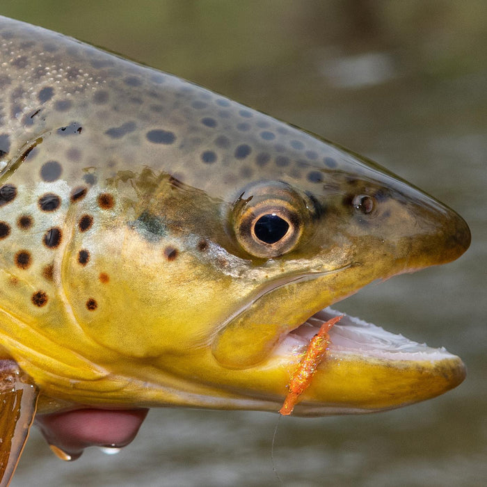 Pat Dorsey's UV Scud - The Blue Quill Angler