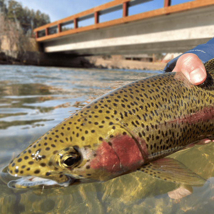 Seasonal Strategies - By Pat Dorsey - The Blue Quill Angler