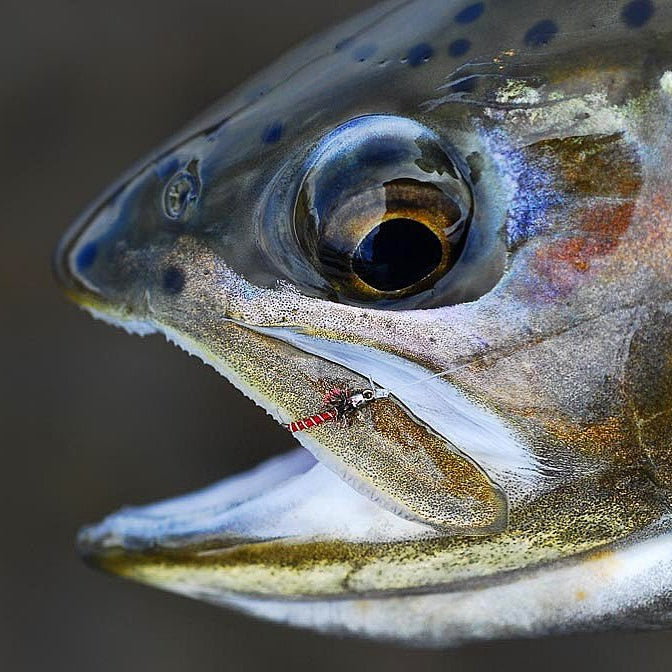 Tying The Mercury Blood Midge With Pat Dorsey - The Blue Quill Angler
