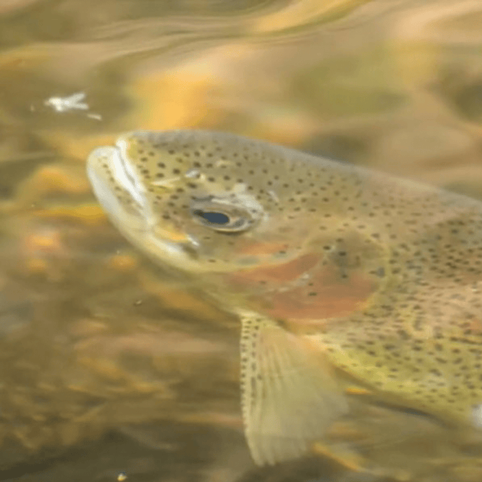 Understanding the Blue Wing Olive Hatch - The Blue Quill Angler