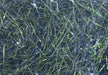 Ice Wing Fiber - The Blue Quill Angler
