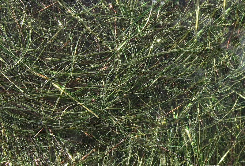 Ice Wing Fiber - The Blue Quill Angler