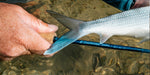 Sage Signal - The Blue Quill Angler