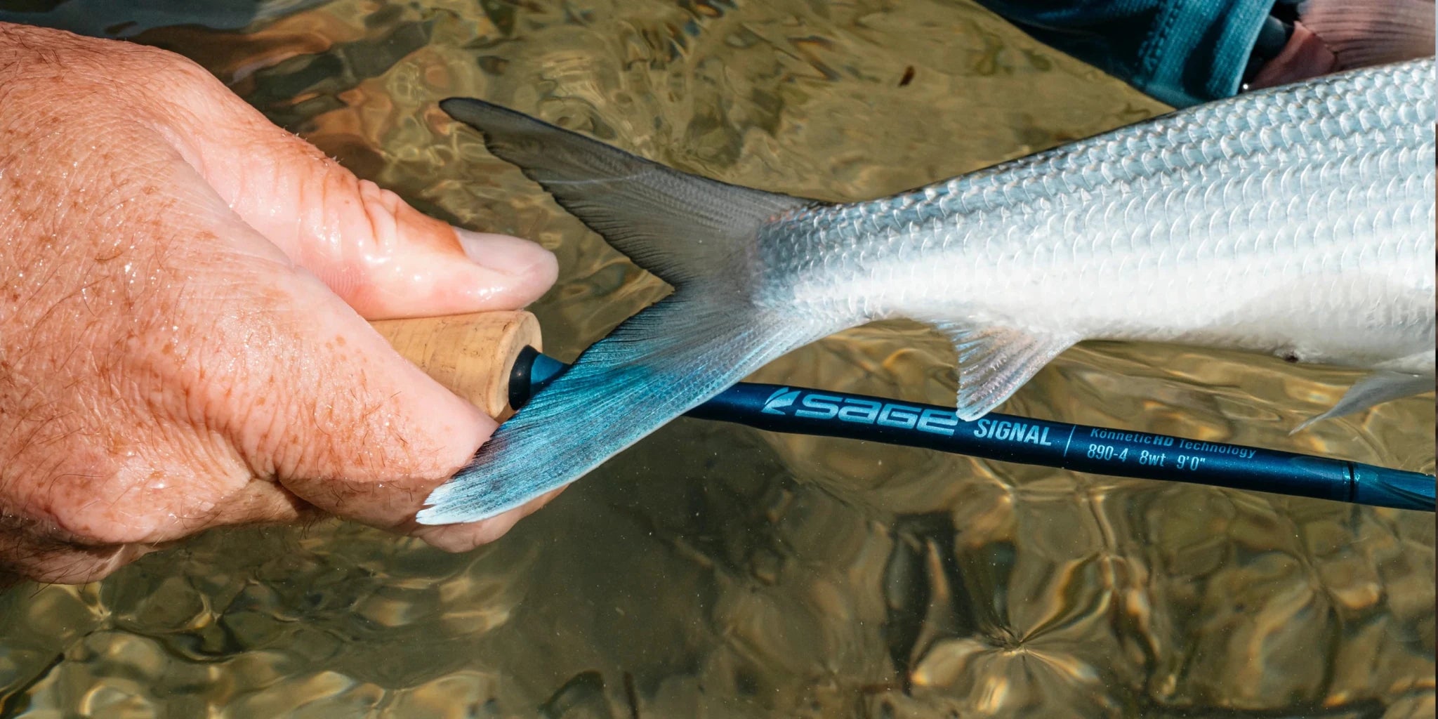 Sage Signal - The Blue Quill Angler
