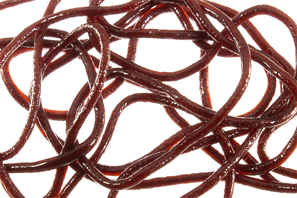 Trina's Squirm Material - The Blue Quill Angler