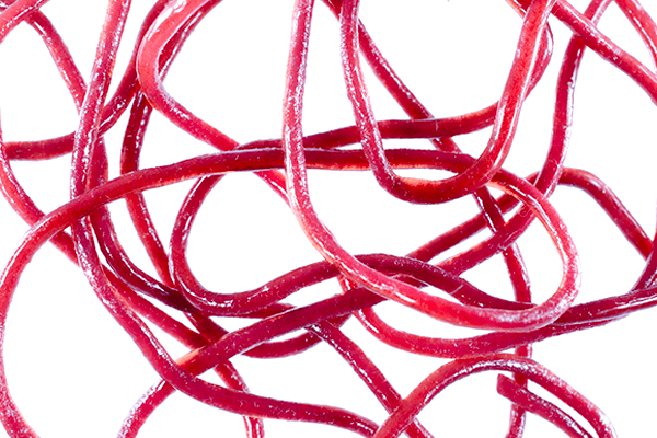 Trina's Squirm Material - The Blue Quill Angler