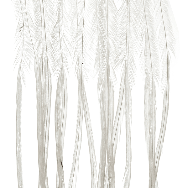 Whiting 100 Pack - #16 - The Blue Quill Angler
