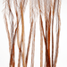Whiting 100 Pack - #16 - The Blue Quill Angler