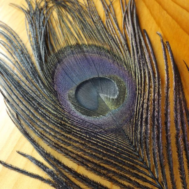 Creative Angler Peacock Eye Feathers for Fly Tying or Tying Flies. 4  Feather per Pack