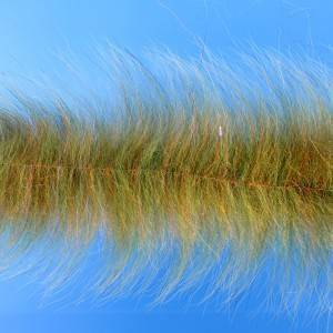 Ep Summerlatte's Uv Blend Foxy Brush (3" Wide) - The Blue Quill Angler