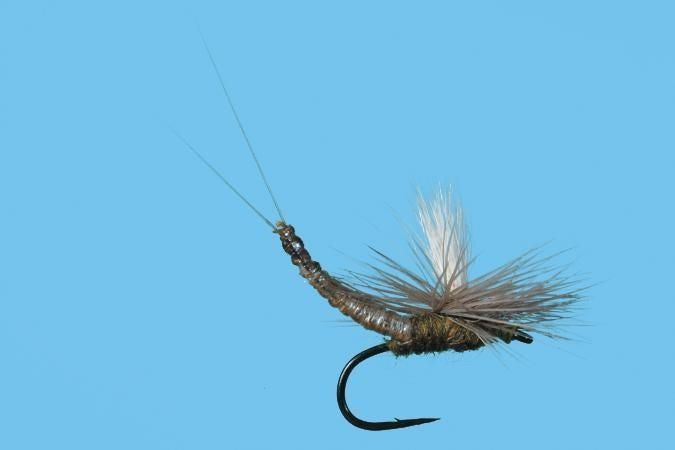 Extended Body Bwo - The Blue Quill Angler