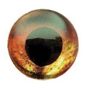 Fish Skull Living Eyes - The Blue Quill Angler