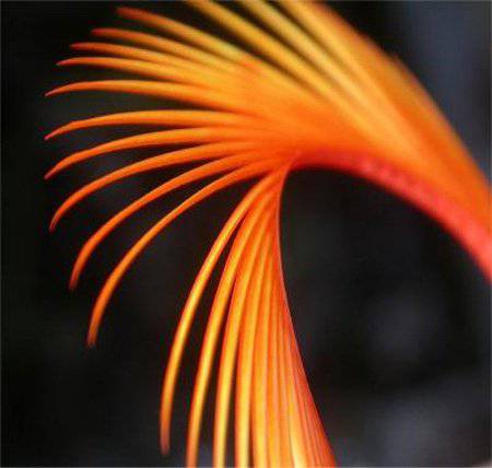 Fly Box Uk Hot Biots - The Blue Quill Angler