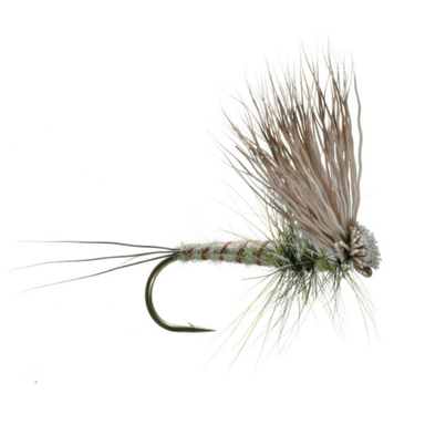 Hairwing Dun - Green Drake - The Blue Quill Angler