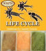 Life Cycle Dubbing - Nymph - The Blue Quill Angler
