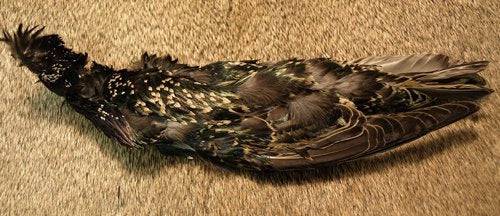 Natures Spirit Select Starling Skin - The Blue Quill Angler