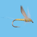No Hackle Dun - Pmd - The Blue Quill Angler