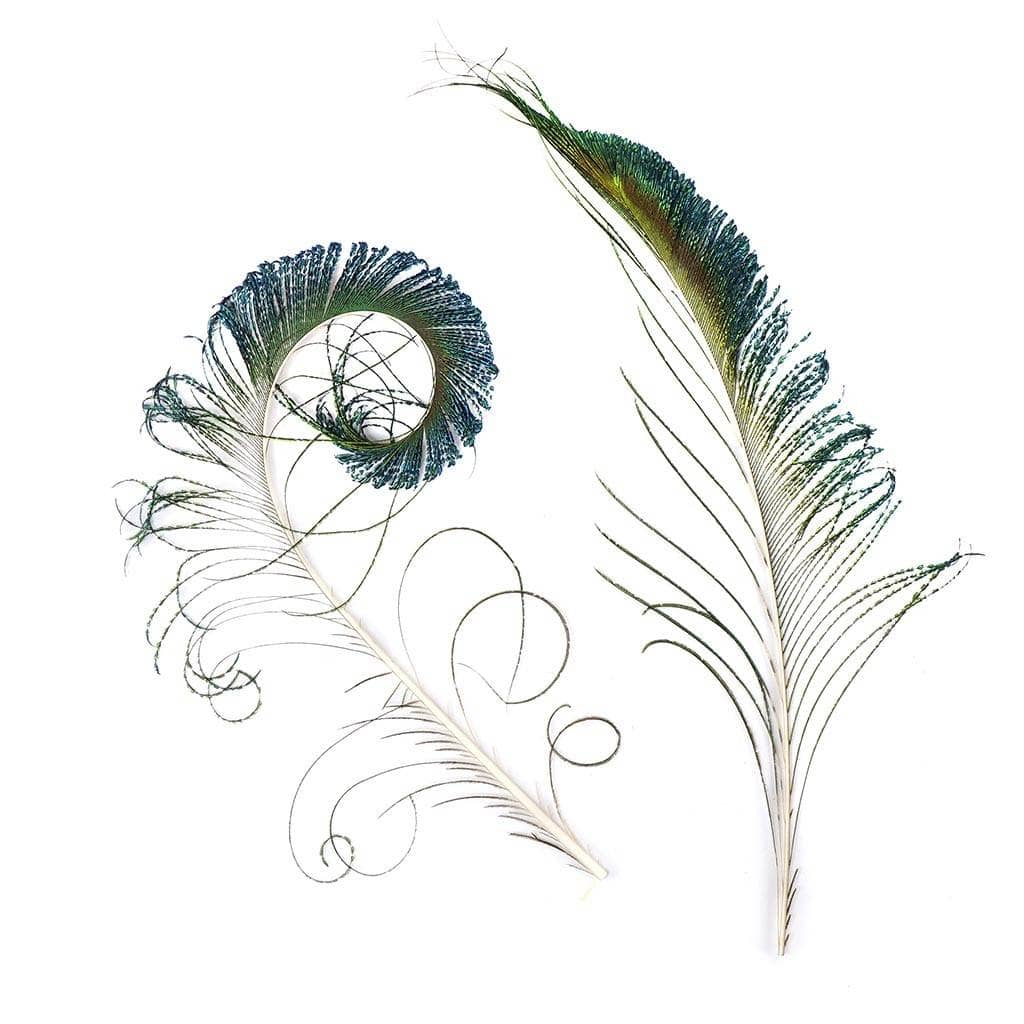 Peacock Sword - The Blue Quill Angler