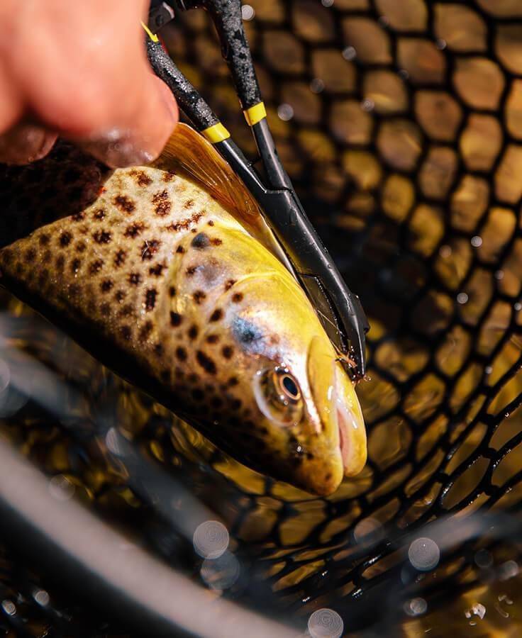 Rogue Hook Removal Forceps - The Blue Quill Angler