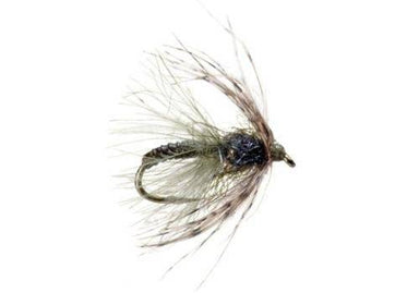 Swing Caddis - Tungsten - The Blue Quill Angler